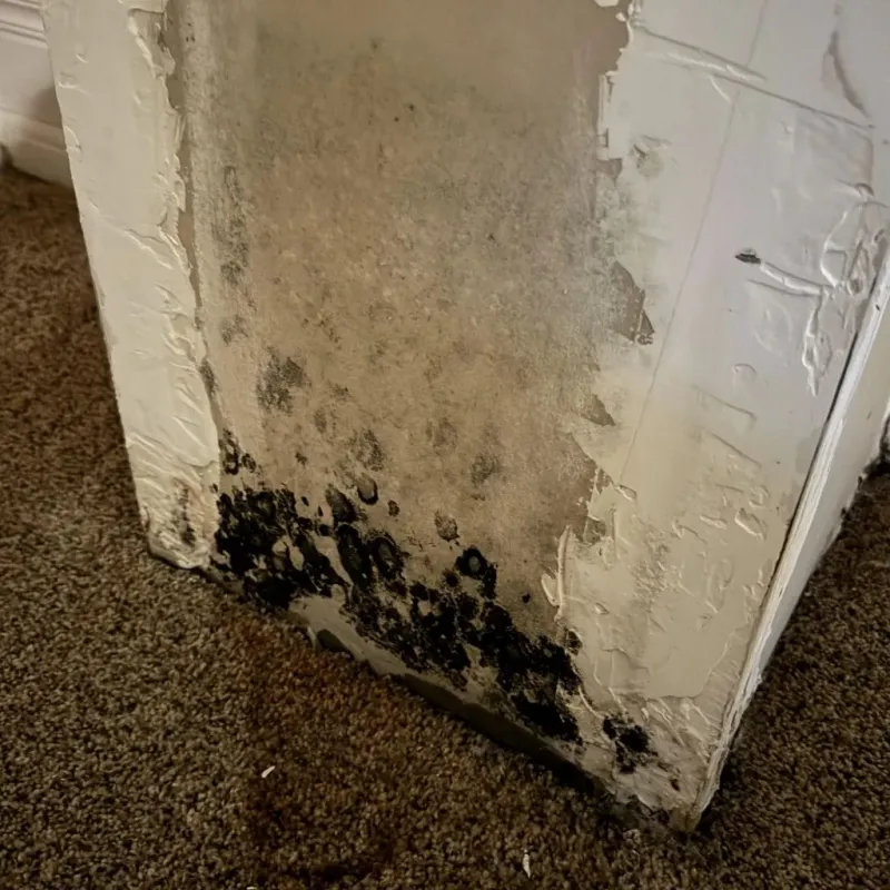 Professional Mold Removal in Los Osos, CA